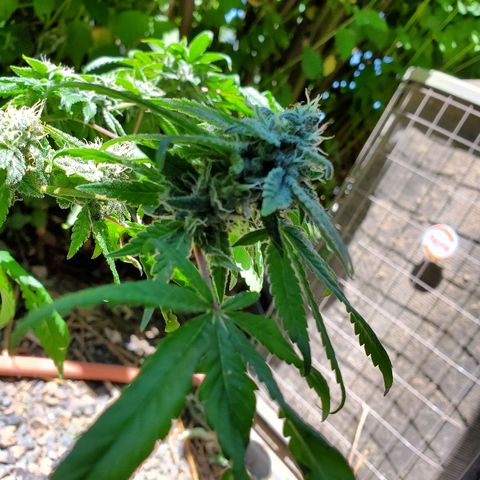One growlog timeline photo