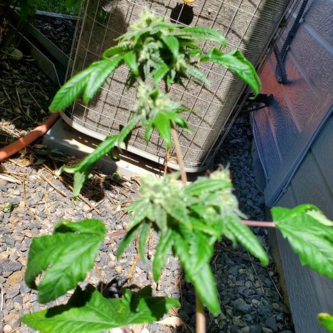 One growlog timeline photo