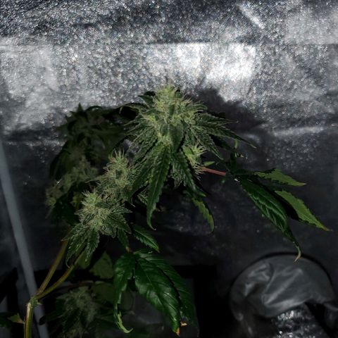 One growlog photo: Saw a gnat