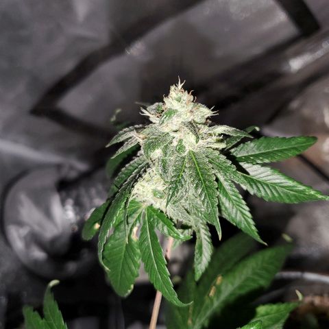 One growlog photo: Saw a gnat