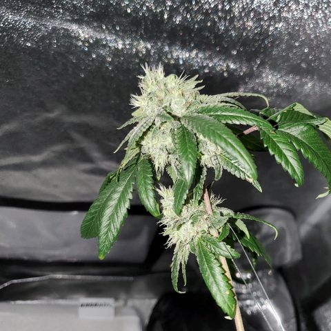 One growlog photo: Saw a gnat
