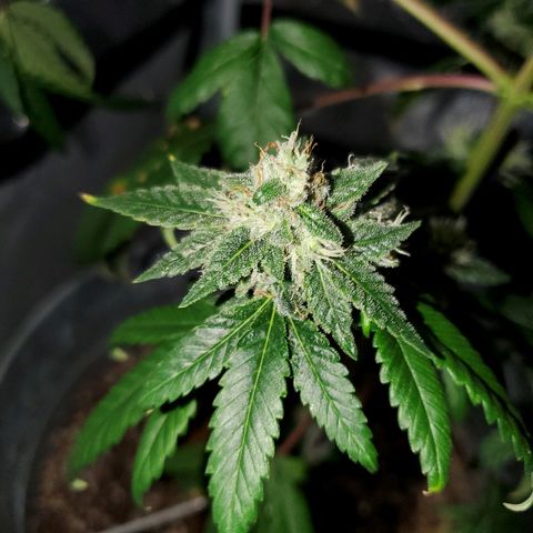 One growlog photo: Saw a gnat