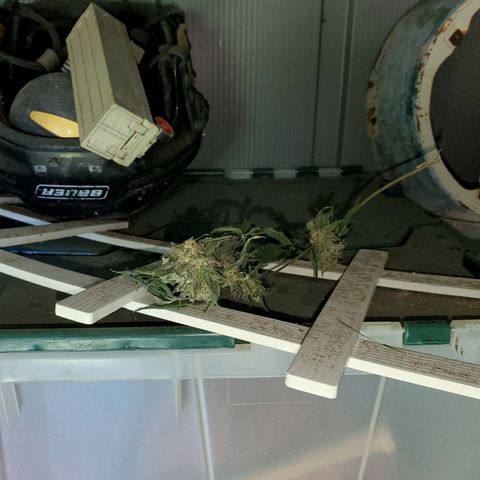 One growlog timeline photo