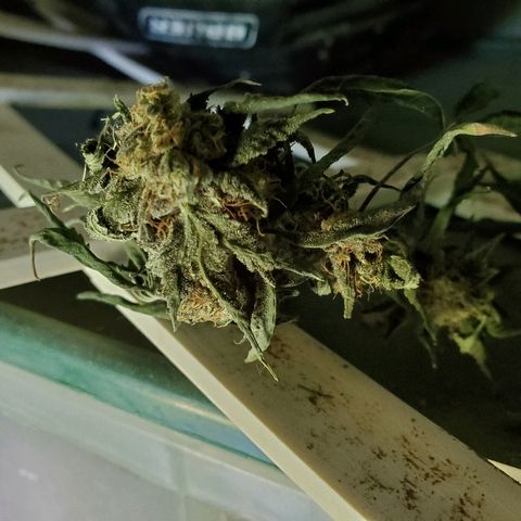 One growlog timeline photo