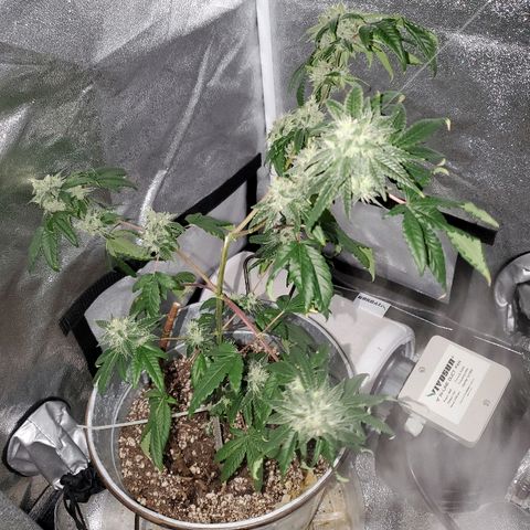 One growlog timeline photo
