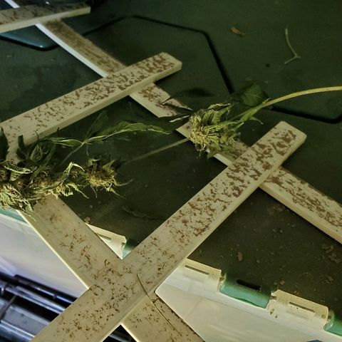One growlog timeline photo