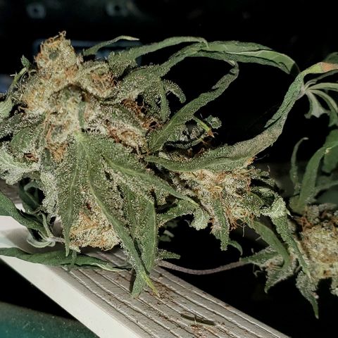 One growlog photo: Broke off drying in shed