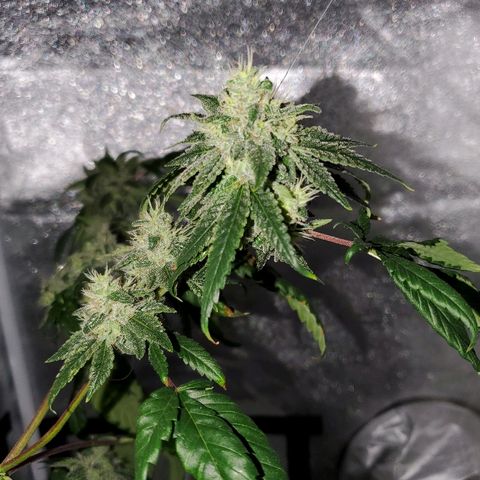 One growlog timeline photo