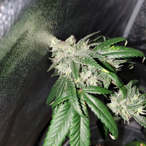 One growlog timeline photo