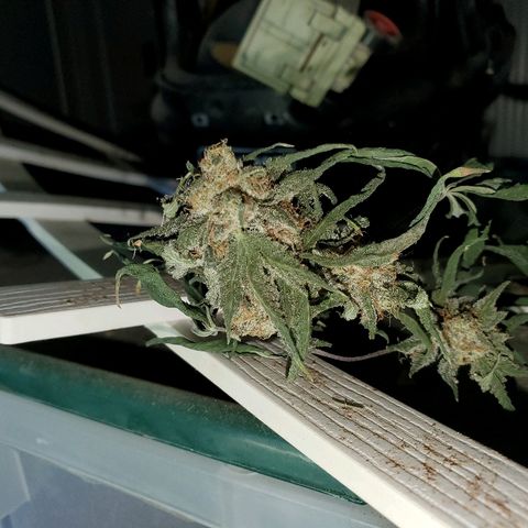 One growlog photo: Broke off drying in shed