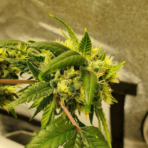 One growlog timeline photo