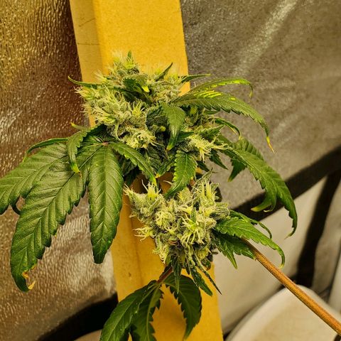 One growlog timeline photo
