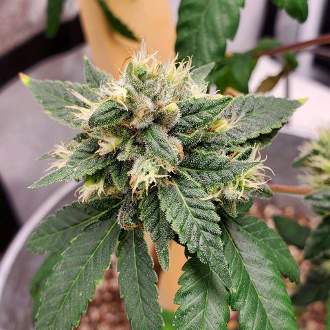 One growlog timeline photo