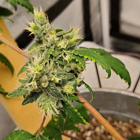 One growlog timeline photo