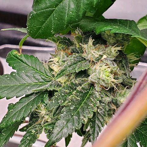 One growlog timeline photo