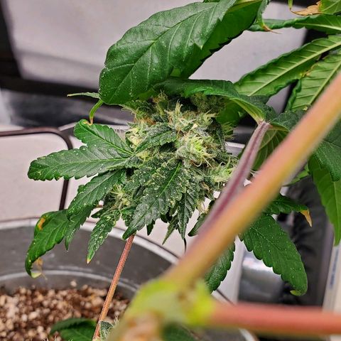 One growlog timeline photo