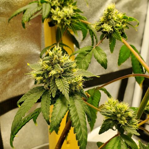 One growlog timeline photo