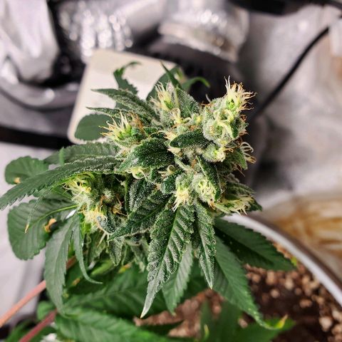 One growlog timeline photo