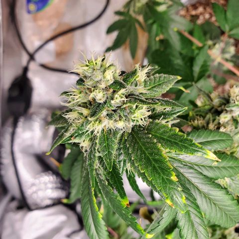 One growlog timeline photo