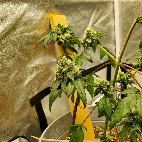 One growlog timeline photo