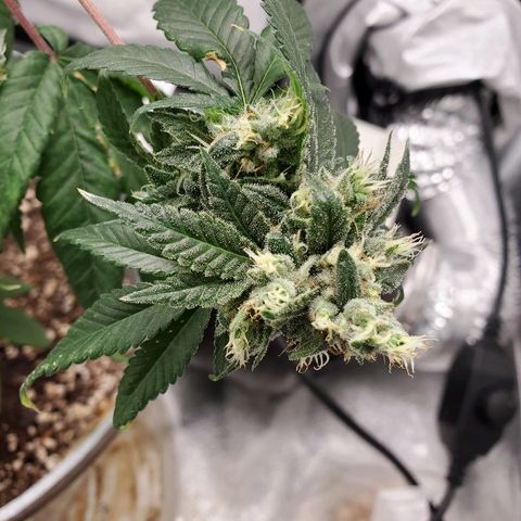 One growlog timeline photo