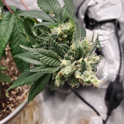 One growlog timeline photo