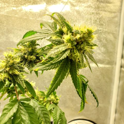 One growlog timeline photo