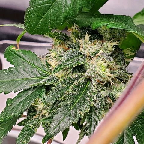 One growlog timeline photo