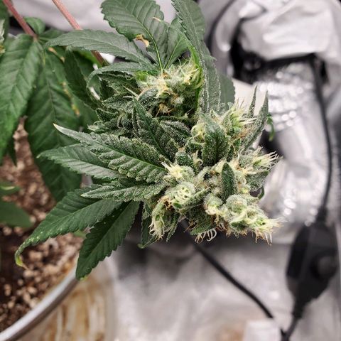 One growlog timeline photo