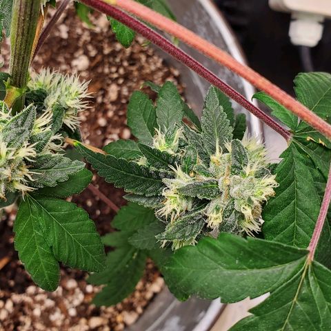 One growlog timeline photo