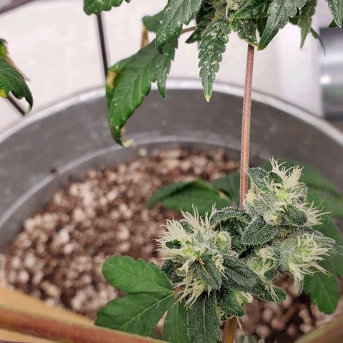 One growlog timeline photo