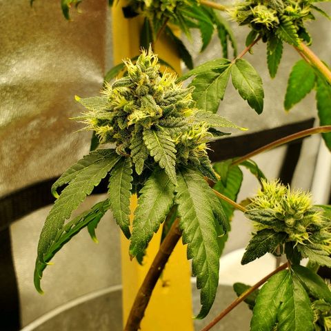 One growlog timeline photo