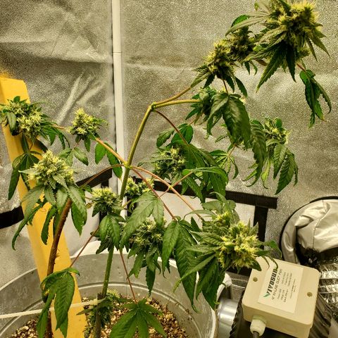 One growlog timeline photo