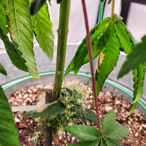 One growlog timeline photo