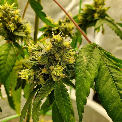 One growlog timeline photo