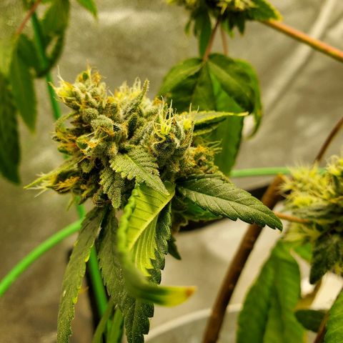 One growlog timeline photo