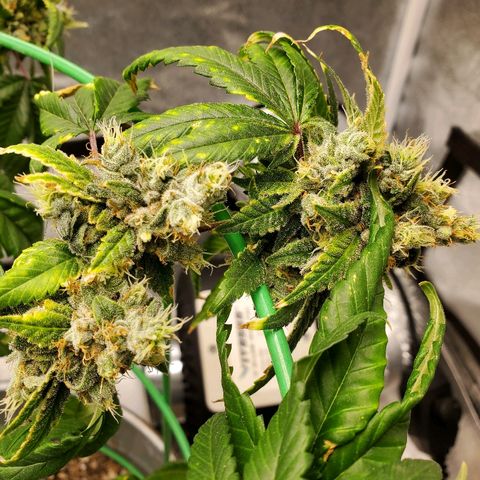 One growlog timeline photo