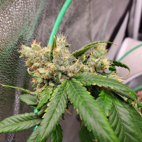 One growlog timeline photo