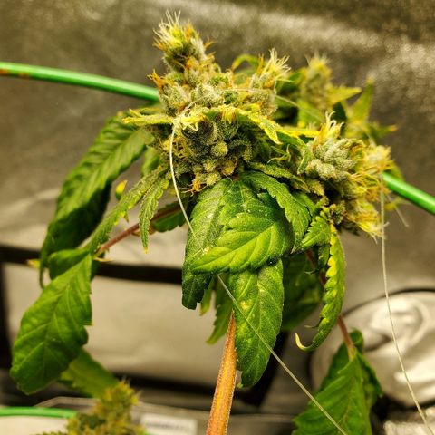 One growlog timeline photo