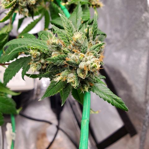One growlog timeline photo