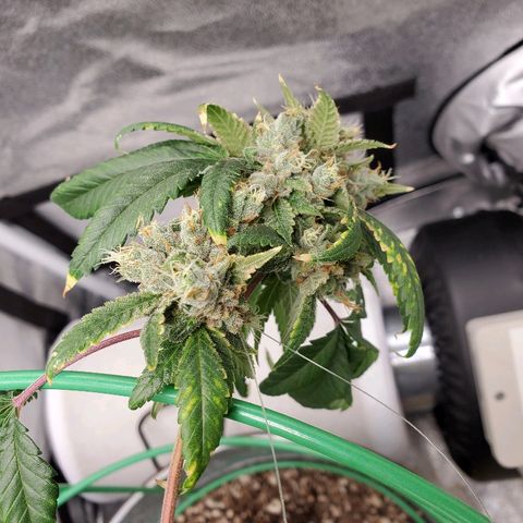 One growlog timeline photo