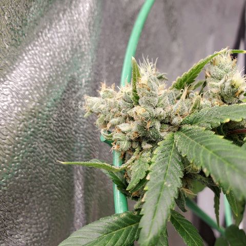 One growlog timeline photo
