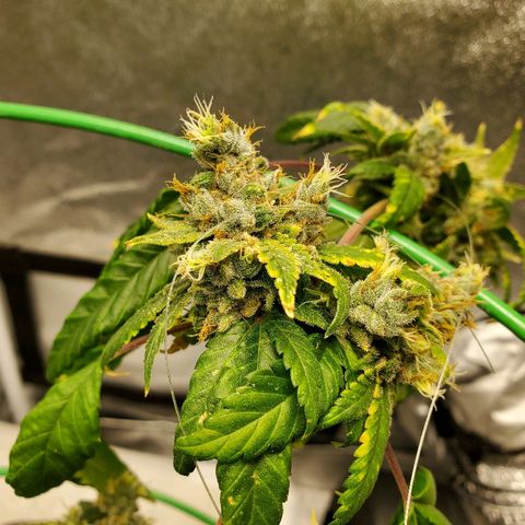 One growlog timeline photo