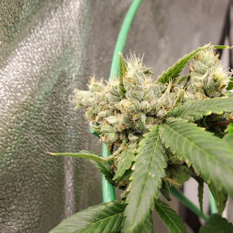 One growlog timeline photo