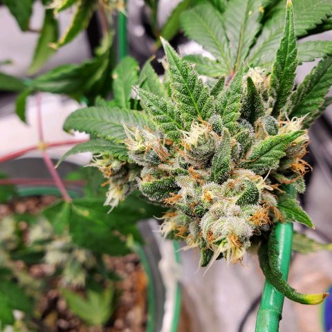 One growlog timeline photo