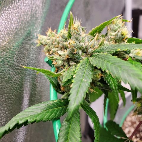 One growlog timeline photo