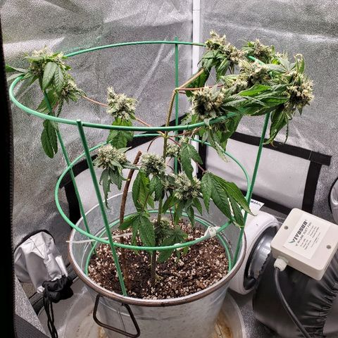 One growlog timeline photo