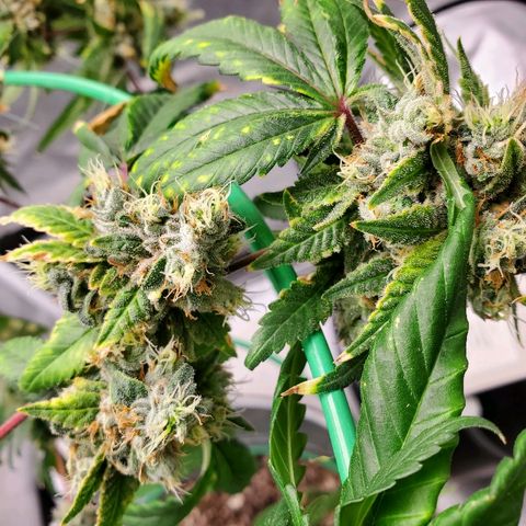 One growlog timeline photo