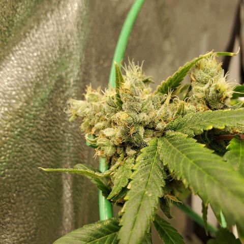 One growlog timeline photo