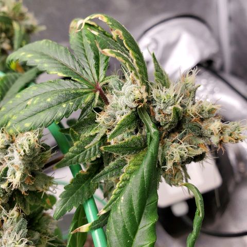One growlog timeline photo